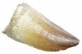 Fossil Mosasaur (Thalassotitan) Tooth - Morocco #353226-1